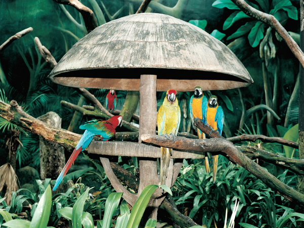 Armin Linke per la Diciassettesima Giornata del Contemporaneo Jurong Bird Park Singapore 1999 2021