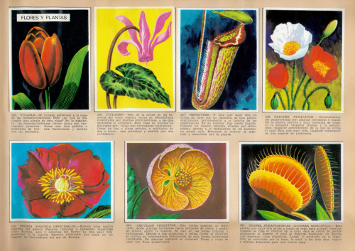 Fiori e piante 1967