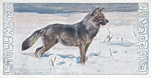 Il lupo 1903 04