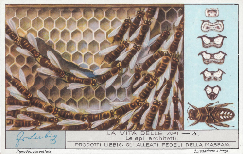 Le api architetti 1932