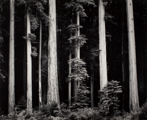 adams redwoods